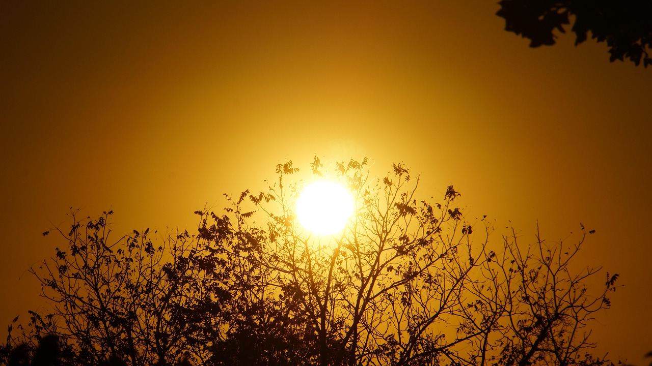 sunset, nature, week, orange sky, tree shadow